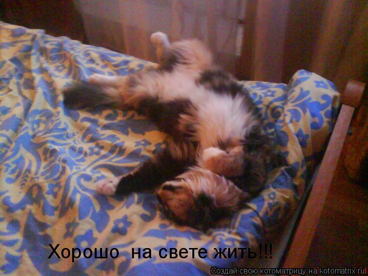 Хорошо на свете жить!!!... Котоматрица: Хорошо на свете жить!!!
