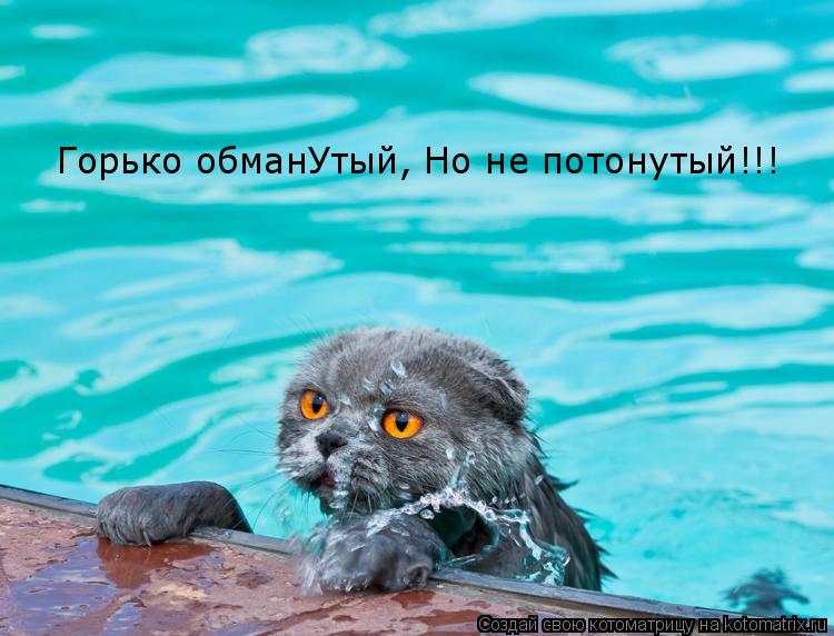 Горько обманУтый, Но не потонутый!!!... Котоматрица: Горько обманУтый, Но не потонутый!!!