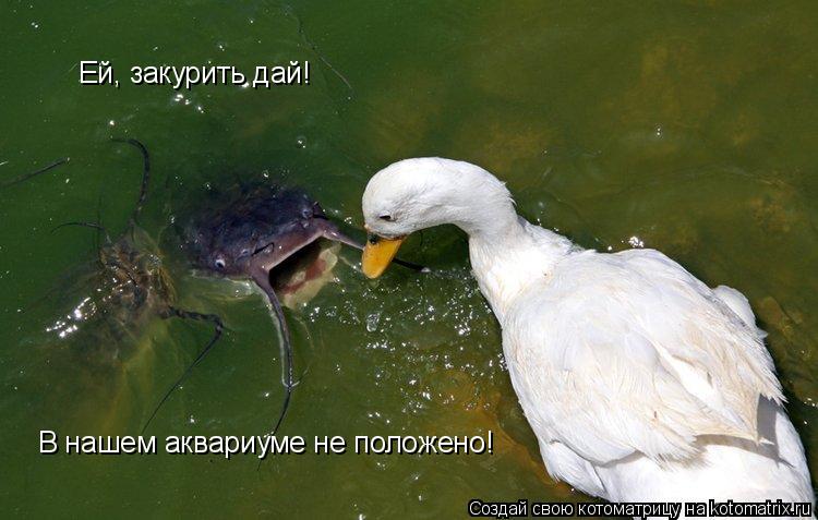 Ей, закурить дай! В нашем аквариуме не положено!... Котоматрица: Ей, закурить дай! В нашем аквариуме не положено!