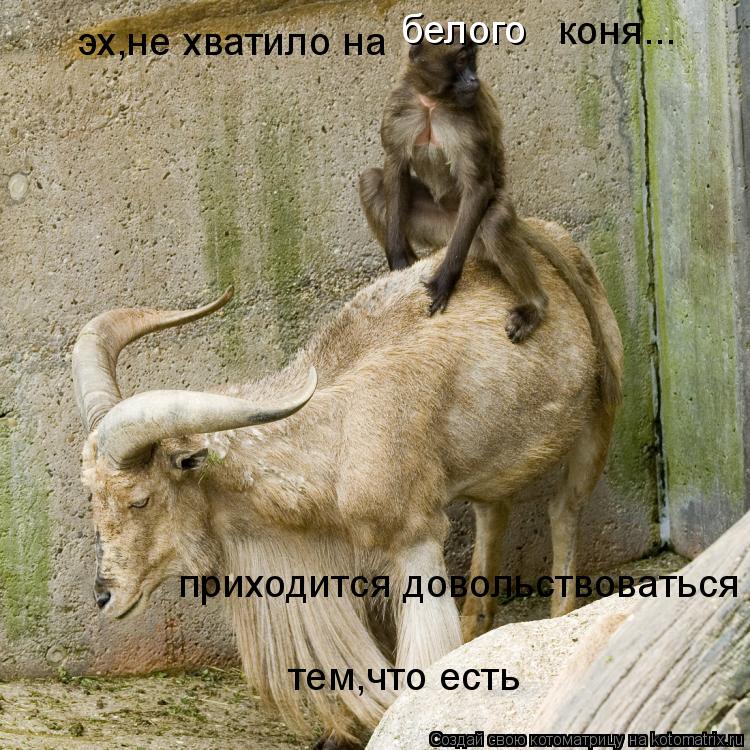 эх,не хватило на белого коня... приходится довольствоваться тем,что есть... Котоматрица: эх,не хватило на белого коня... приходится довольствоваться тем,что есть