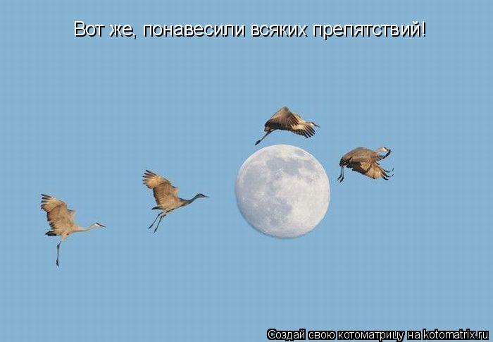 Вот же, понавесили всяких препятствий!... Котоматрица: Вот же, понавесили всяких препятствий!