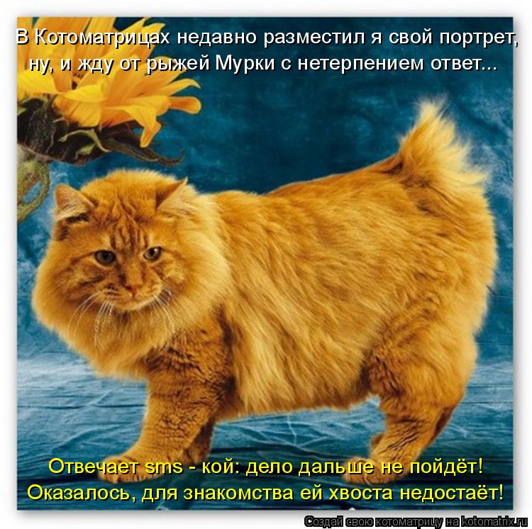 В Котоматрицах недавно разместил я свой портрет, ну, и жду от рыжей Мурки с нетерпением ответ... Оказ... Котоматрица: В Котоматрицах недавно разместил я свой портрет, ну, и жду от рыжей Мурки с нетерпением ответ... Оказалось, для знакомства ей хвоста недостаё