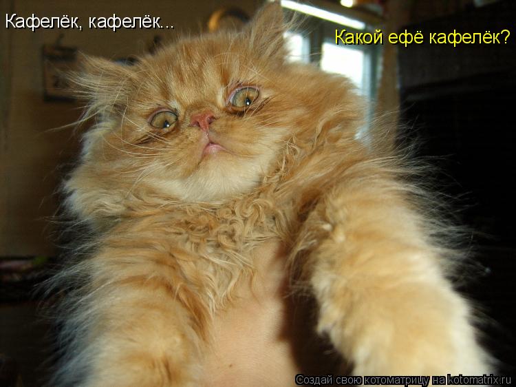 Кафелёк, кафелёк... Какой ефё кафелёк?... Котоматрица: Кафелёк, кафелёк... Какой ефё кафелёк?