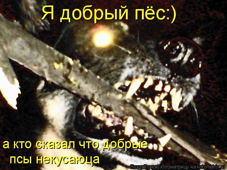 Я добрый пёс:) а кто сказал что добрые псы некусаюца... Котоматрица: Я добрый пёс:) а кто сказал что добрые псы некусаюца