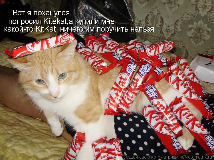 Вот я лоханулся... попросил Kitekat,а купили мне какой-то KitKat ничего им поручить нельзя... Котоматрица: Вот я лоханулся... попросил Kitekat,а купили мне какой-то KitKat ничего им поручить нельзя