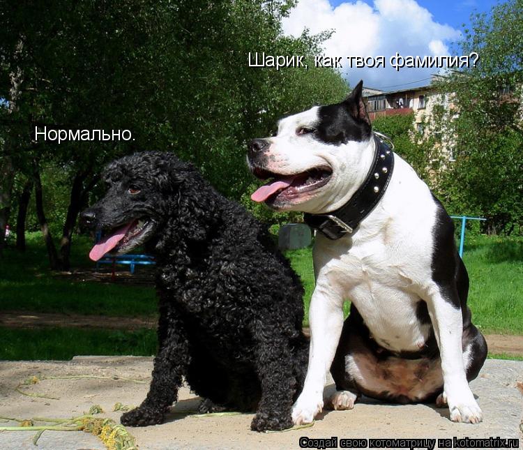 Шарик, как твоя фамилия? Нормально.... Котоматрица: Шарик, как твоя фамилия? Нормально.