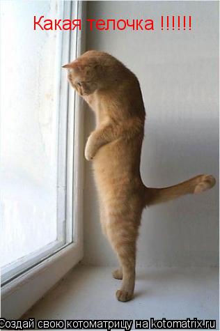 Какая телочка !!!!!!... Котоматрица: Какая телочка !!!!!!