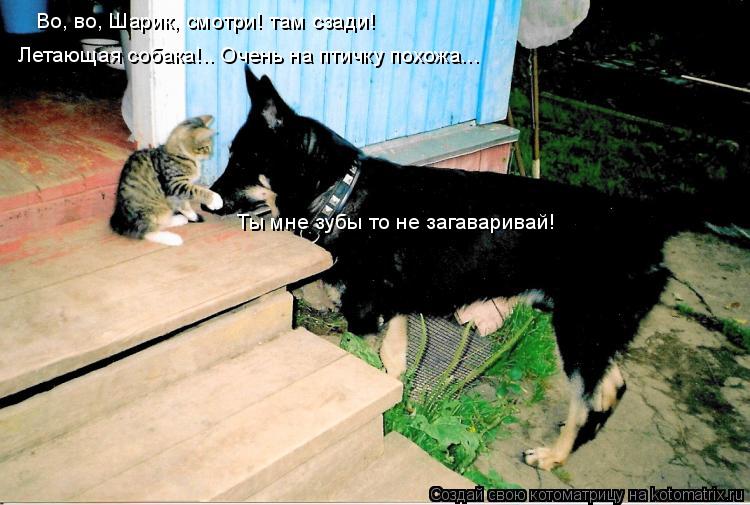 Во, во, Шарик, смотри! там сзади! Летающая собака!.. Очень на птичку похожа... Ты мне зубы то не заг... Котоматрица: Во, во, Шарик, смотри! там сзади! Летающая собака!.. Очень на птичку похожа... Ты мне зубы то не загаваривай!