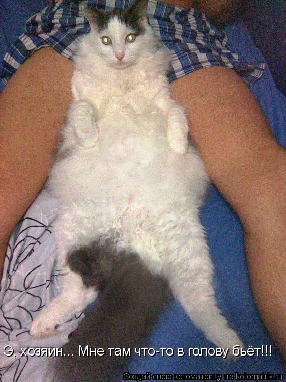 Э, хозяин... Мне там что-то в голову бьёт!!!... Котоматрица: Э, хозяин... Мне там что-то в голову бьёт!!!