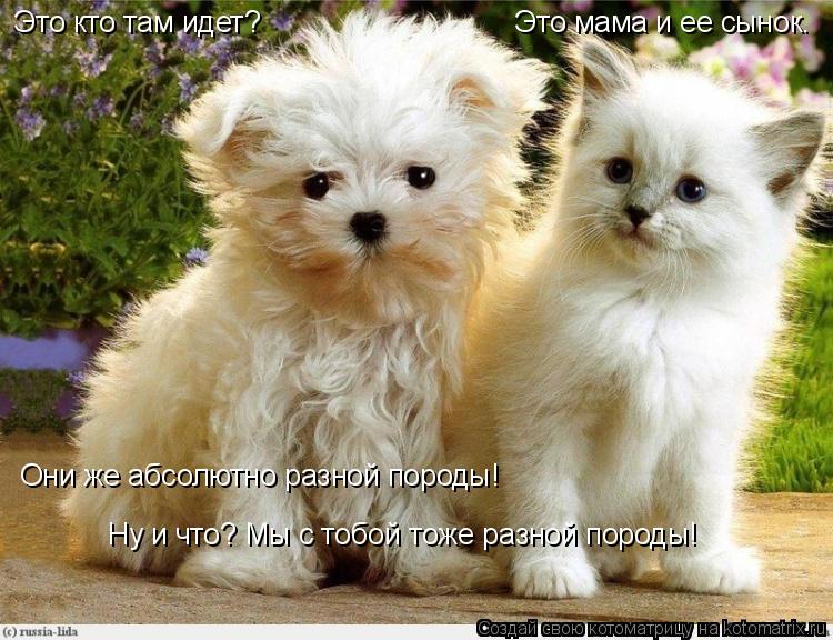 Это кто там идет? Это мама и ее сынок. Они же абсолютно разной породы! Ну и что? Мы с тобой тоже ра... Котоматрица: Это кто там идет? Это мама и ее сынок. Они же абсолютно разной породы! Ну и что? Мы с тобой тоже разной породы!