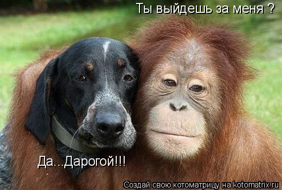 Ты выйдешь за меня ? Да...Дарогой!!!... Котоматрица: Ты выйдешь за меня ? Да...Дарогой!!!
