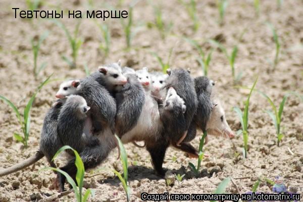 Тевтоны на марше... Котоматрица: Тевтоны на марше