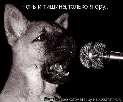 Ночь и тишина,только я ору...... Котоматрица: Ночь и тишина,только я ору...