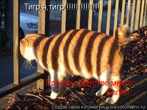 Тигр я,тигр!!!!!!!!!!!!!!! Просто в детстве много болел...... Котоматрица: Тигр я,тигр!!!!!!!!!!!!!!! Просто в детстве много болел...