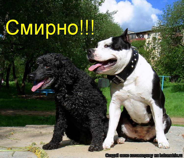 Смирно!!!... Котоматрица: Смирно!!!