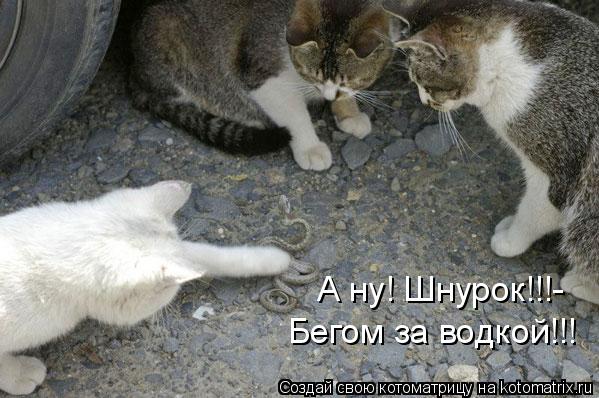 А ну! Шнурок!!!- Бегом за водкой!!!... Котоматрица: А ну! Шнурок!!!- Бегом за водкой!!!