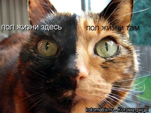 пол жизни здесь пол жизни там... Котоматрица: пол жизни здесь пол жизни там