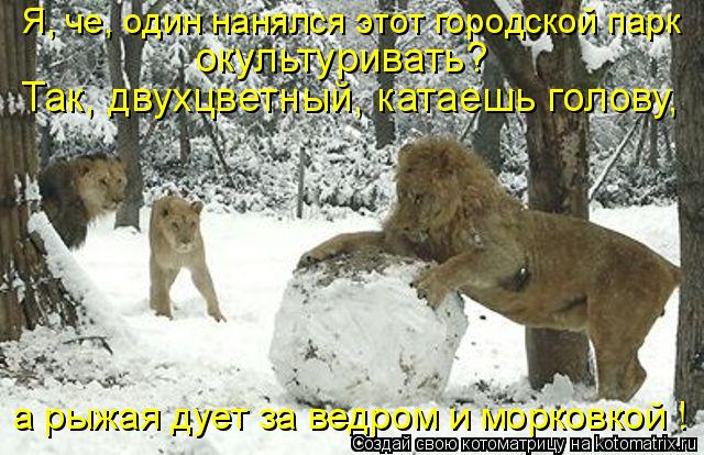 Я, че, один нанялся этот городской парк а рыжая дует за ведром и морковкой ! окультуривать? Так, дву... Котоматрица: Я, че, один нанялся этот городской парк а рыжая дует за ведром и морковкой ! окультуривать? Так, двухцветный, катаешь голову,