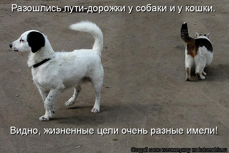 Разошлись пути-дорожки у собаки и у кошки. Видно, жизненные цели очень разные имели!... Котоматрица: Разошлись пути-дорожки у собаки и у кошки. Видно, жизненные цели очень разные имели!