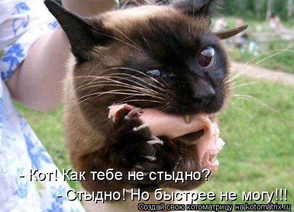 Котоматрица: - Кот! Как тебе не стыдно? - Стыдно! Но быстрее не могу!!!