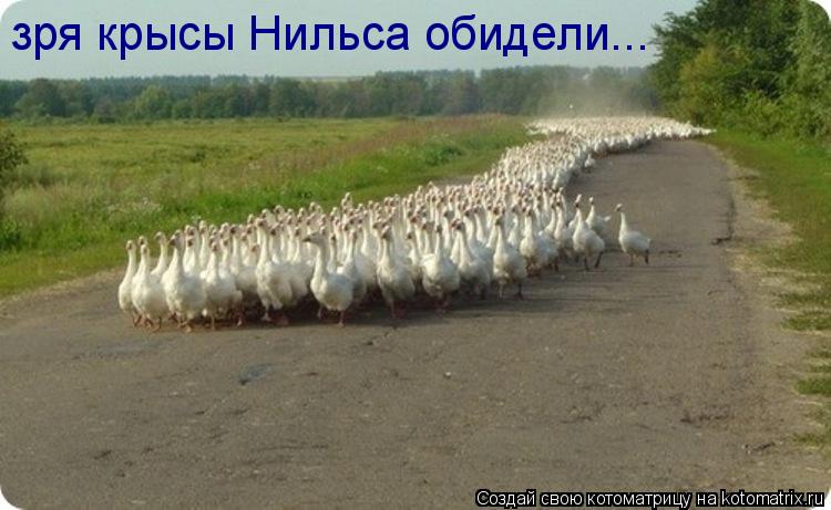 Котоматрица: зря крысы Нильса обидели...