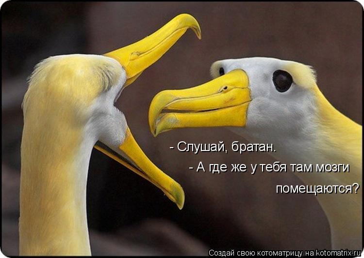 - Слушай, братан. - А где же у тебя там мозги помещаются?... Котоматрица: - Слушай, братан. - А где же у тебя там мозги помещаются?