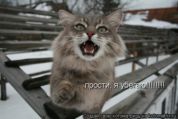 прости, я убегаю!!!!!!!!... Котоматрица: прости, я убегаю!!!!!!!!