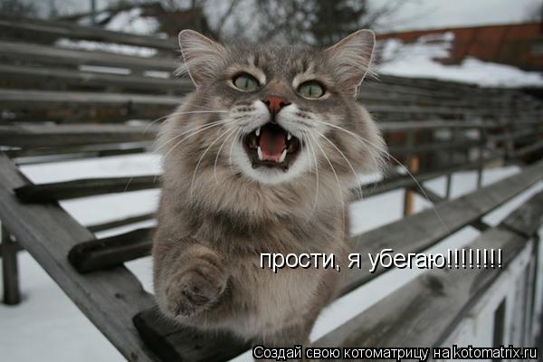 Котоматрица: прости, я убегаю!!!!!!!!