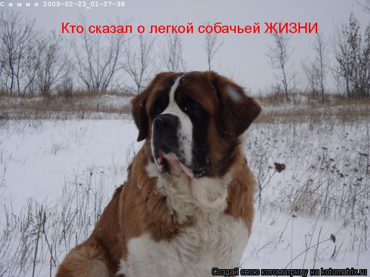 Кто сказал о легкой собачьей ЖИЗНИ... Котоматрица: Кто сказал о легкой собачьей ЖИЗНИ