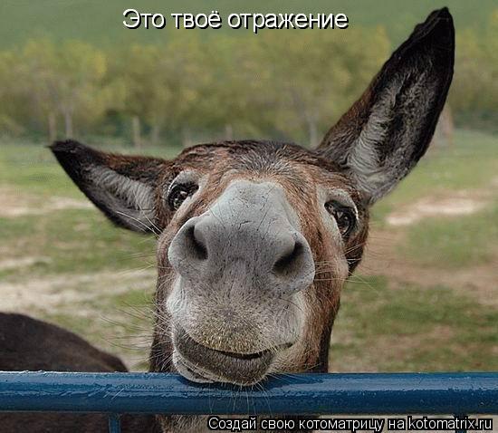 Это твоё отражение Это твоё отражение... Котоматрица: Это твоё отражение Это твоё отражение