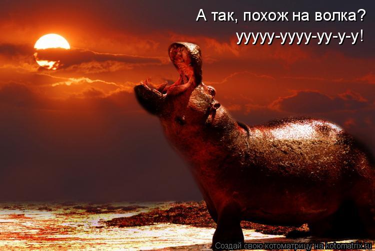 А так, похож на волка? ууууу-уууу-уу-у-у!... Котоматрица: А так, похож на волка? ууууу-уууу-уу-у-у!