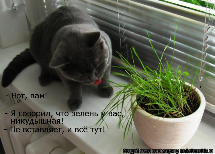 - Вот, вам! - Я говорил, что зелень у вас, - никудышная! - Не вставляет, и всё тут!... Котоматрица: - Вот, вам! - Я говорил, что зелень у вас, - никудышная! - Не вставляет, и всё тут!