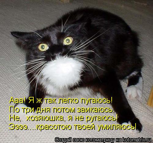 Ааа! Я ж так легко пугаюсь! По три дня потом заикаюсь. Не, хозяюшка, я не ругаюсь! Ээээ....красотою ... Котоматрица: Ааа! Я ж так легко пугаюсь! По три дня потом заикаюсь. Не, хозяюшка, я не ругаюсь! Ээээ....красотою твоей умиляюсь!