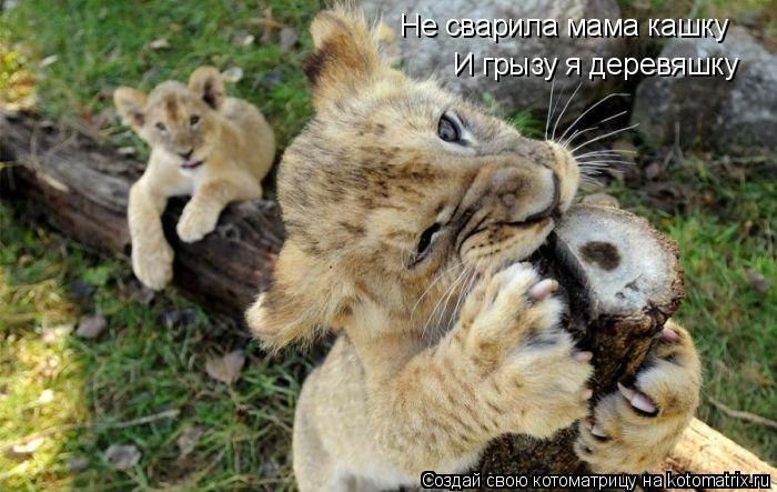 Не сварила мама кашку И грызу я деревяшку... Котоматрица: Не сварила мама кашку И грызу я деревяшку