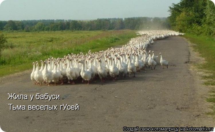 Котоматрица: Жила у бабуси Тьма веселых гУсей