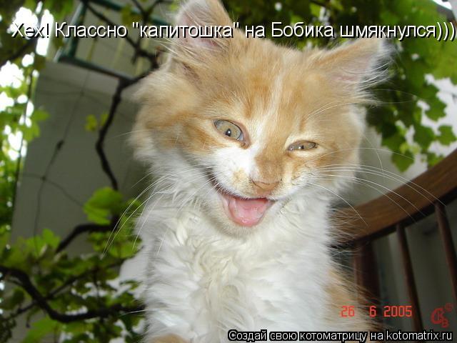 Хех! Классно "капитошка" на Бобика шмякнулся)))... Котоматрица: Хех! Классно "капитошка" на Бобика шмякнулся)))