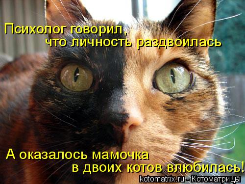 Котоматрица: Психолог говорил,  что личность раздвоилась А оказалось мамочка в двоих котов влюбилась!