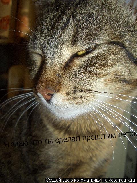 Я знаю что ты сделал прошлым летом...... Котоматрица: Я знаю что ты сделал прошлым летом...