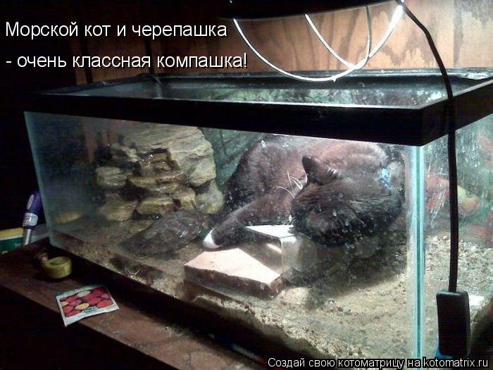 Морской кот и черепашка - очень классная компашка!... Котоматрица: Морской кот и черепашка - очень классная компашка!