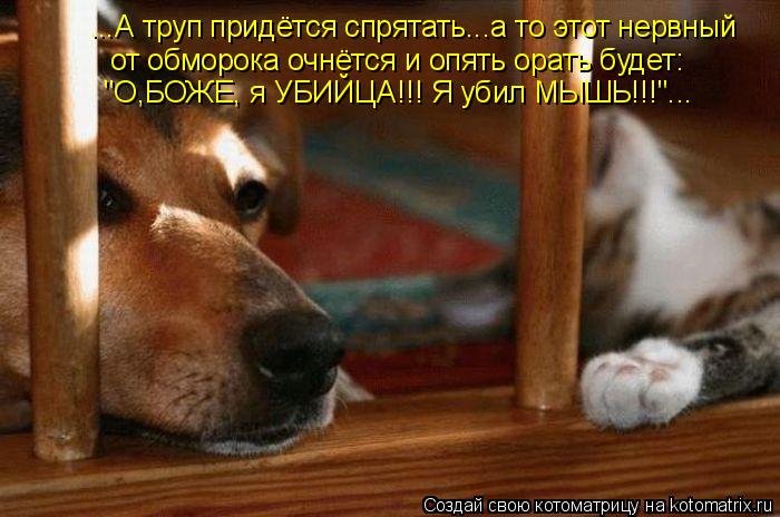 ...А труп придётся спрятать...а то этот нервный от обморока очнётся и опять орать будет: "О,БОЖЕ, я У... Котоматрица: ...А труп придётся спрятать...а то этот нервный от обморока очнётся и опять орать будет: "О,БОЖЕ, я УБИЙЦА!!! Я убил МЫШЬ!!!"...