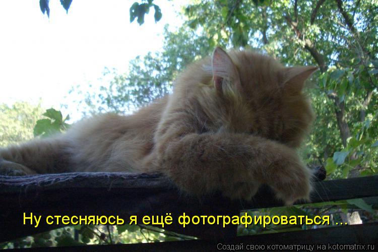 Ну стесняюсь я ещё фотографироваться ...... Котоматрица: Ну стесняюсь я ещё фотографироваться ...