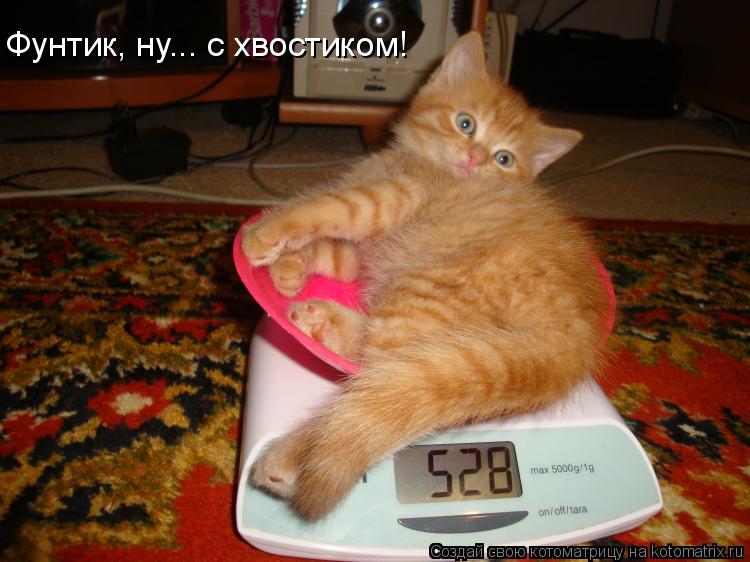 Фунтик, ну... с хвостиком!... Котоматрица: Фунтик, ну... с хвостиком!