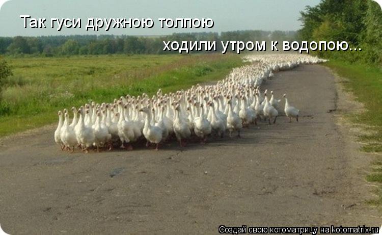 Так гуси дружною толпою ходили утром к водопою...... Котоматрица: Так гуси дружною толпою ходили утром к водопою...