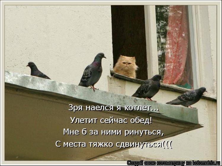 Зря наелся я котлет... Улетит сейчас обед! Мне б за ними ринуться, С места тяжко сдвинуться(((... Котоматрица: Зря наелся я котлет... Улетит сейчас обед! Мне б за ними ринуться, С места тяжко сдвинуться(((