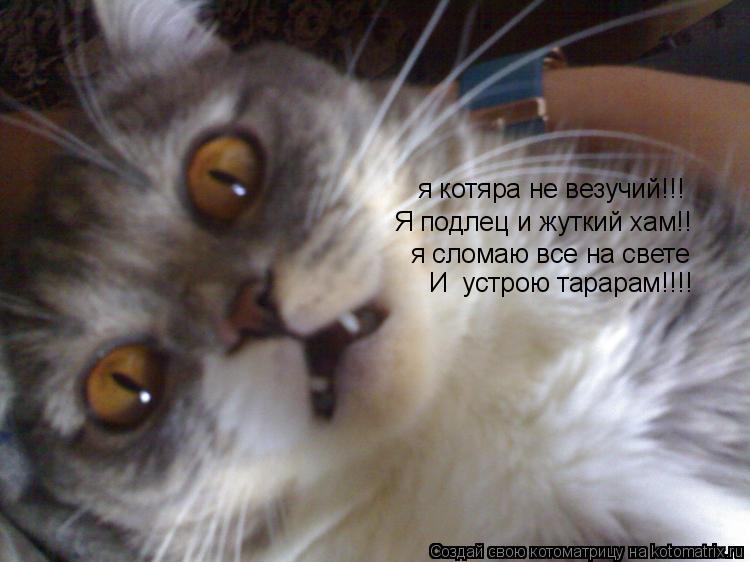 я котяра не везучий!!! Я подлец и жуткий хам!! я сломаю все на свете И устрою тарарам!!!!... Котоматрица: я котяра не везучий!!! Я подлец и жуткий хам!! я сломаю все на свете И устрою тарарам!!!!