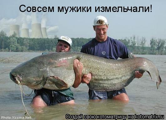 Совсем мужики измельчали!... Котоматрица: Совсем мужики измельчали!