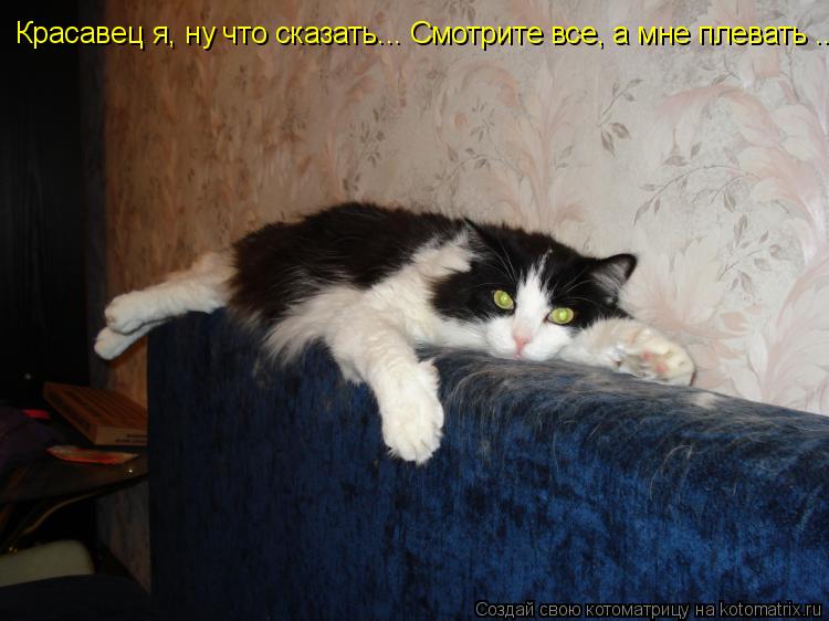 Красавец я, ну что сказать... Смотрите все, а мне плевать ...... Котоматрица: Красавец я, ну что сказать... Смотрите все, а мне плевать ...