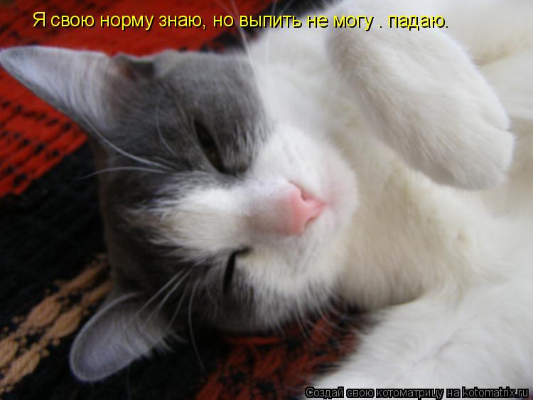 Я свою норму знаю, но выпить не могу — падаю…... Котоматрица: Я свою норму знаю, но выпить не могу — падаю…