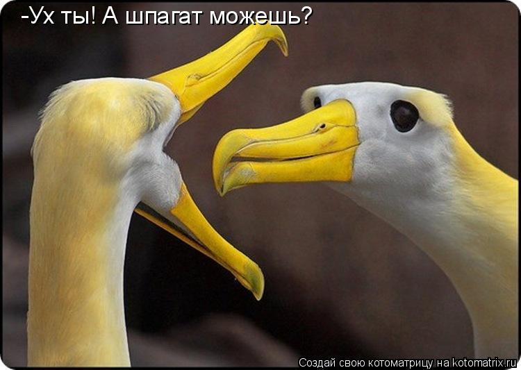 -Ух ты! А шпагат можешь?... Котоматрица: -Ух ты! А шпагат можешь?