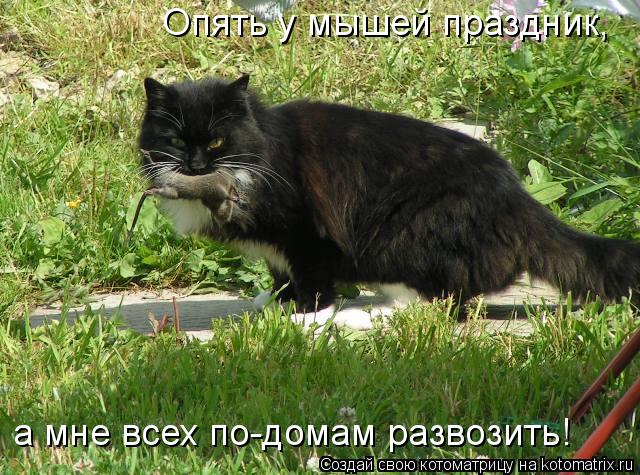 Опять у мышей праздник, а мне всех по-домам развозить!... Котоматрица: Опять у мышей праздник, а мне всех по-домам развозить!